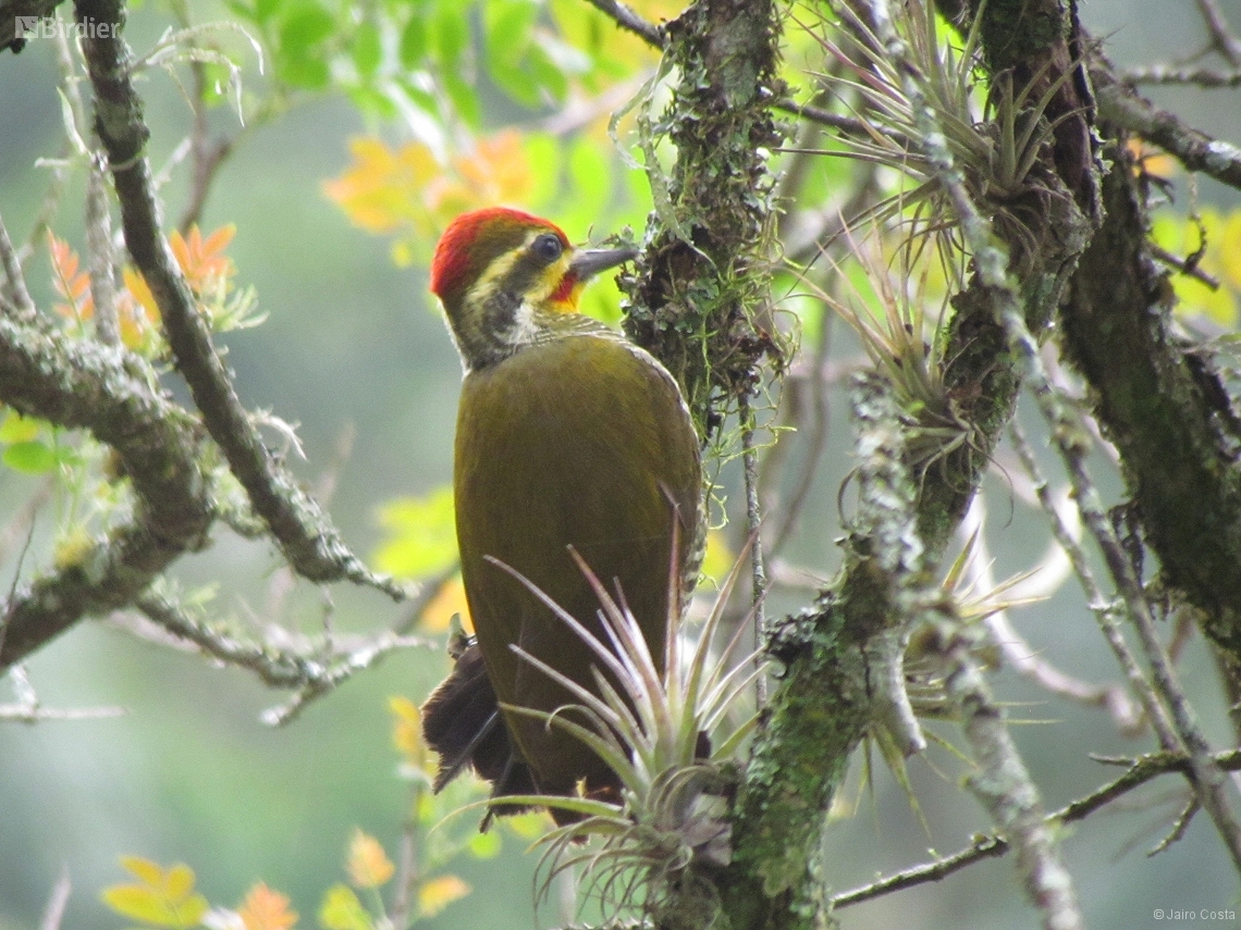 Piculus aurulentus