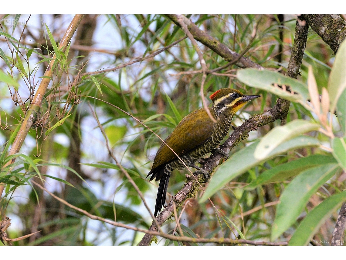 Piculus aurulentus