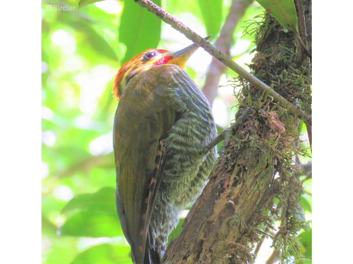 Piculus aurulentus