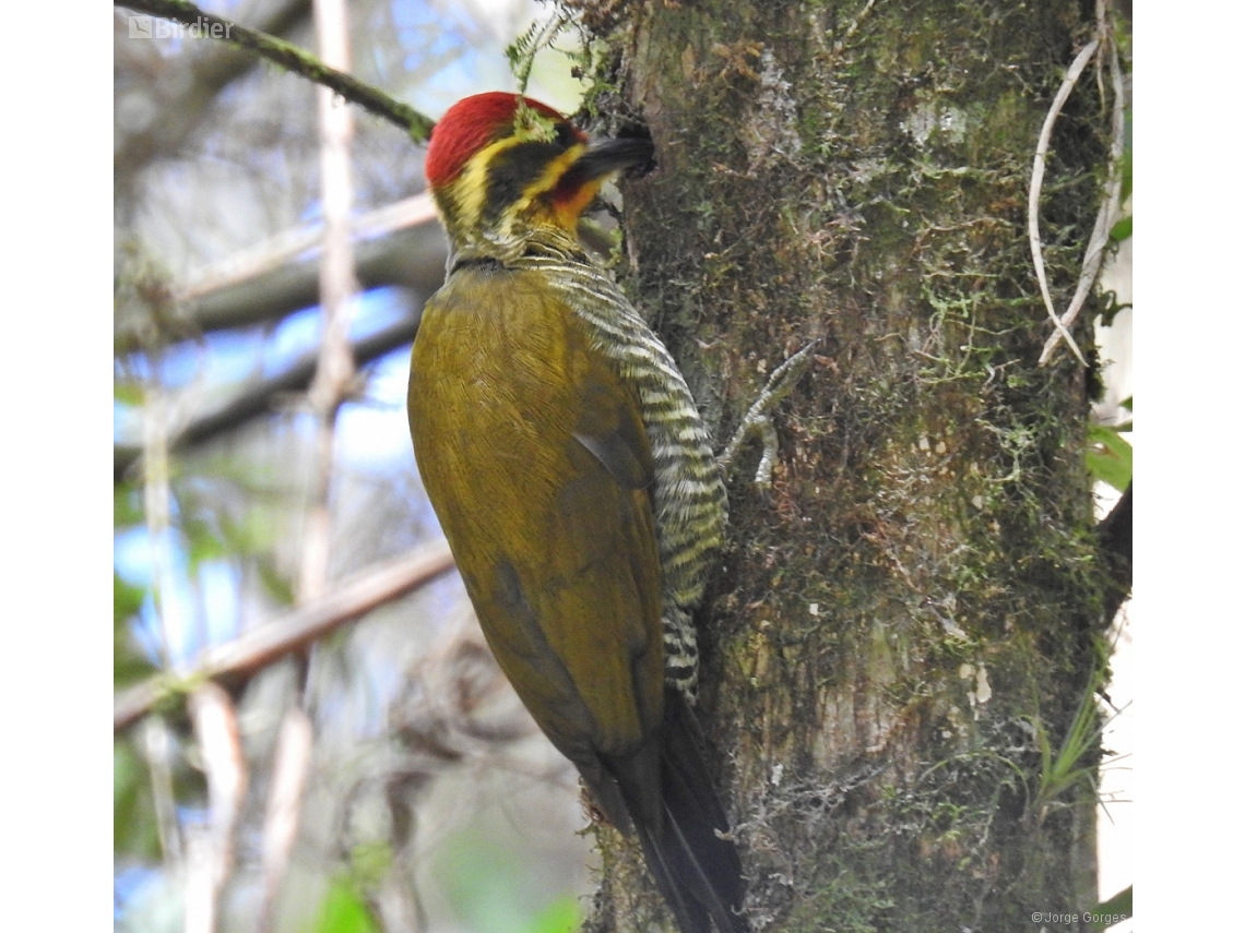 Piculus aurulentus