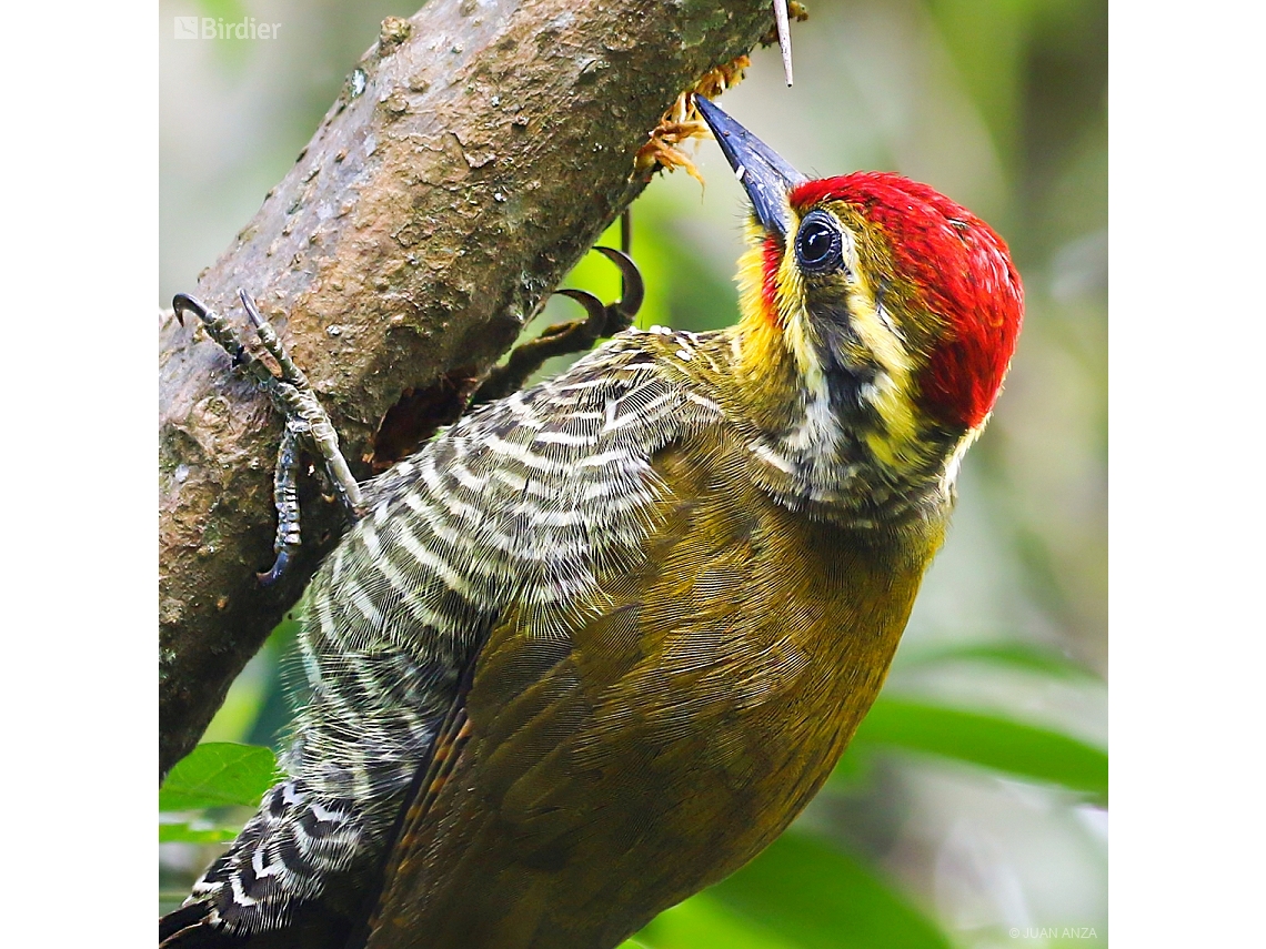 Piculus aurulentus
