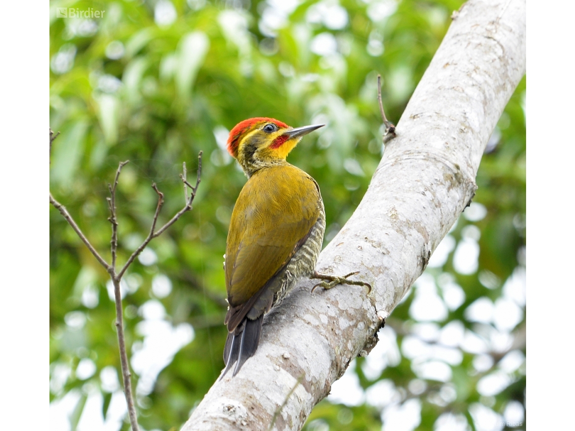 Piculus aurulentus