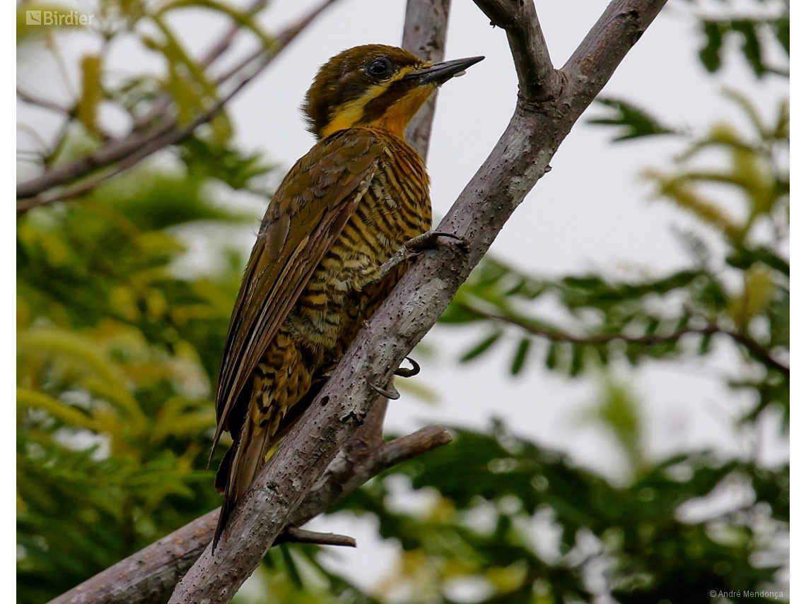 Piculus chrysochloros