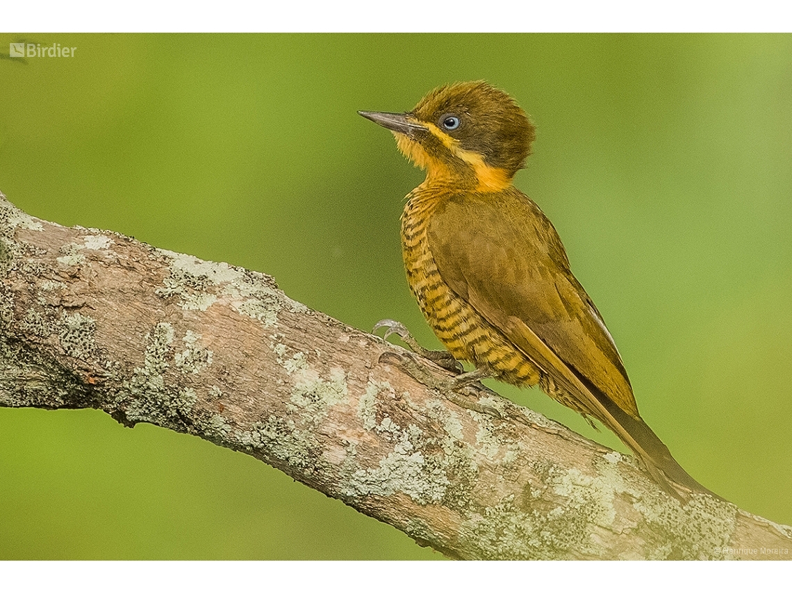 Piculus chrysochloros