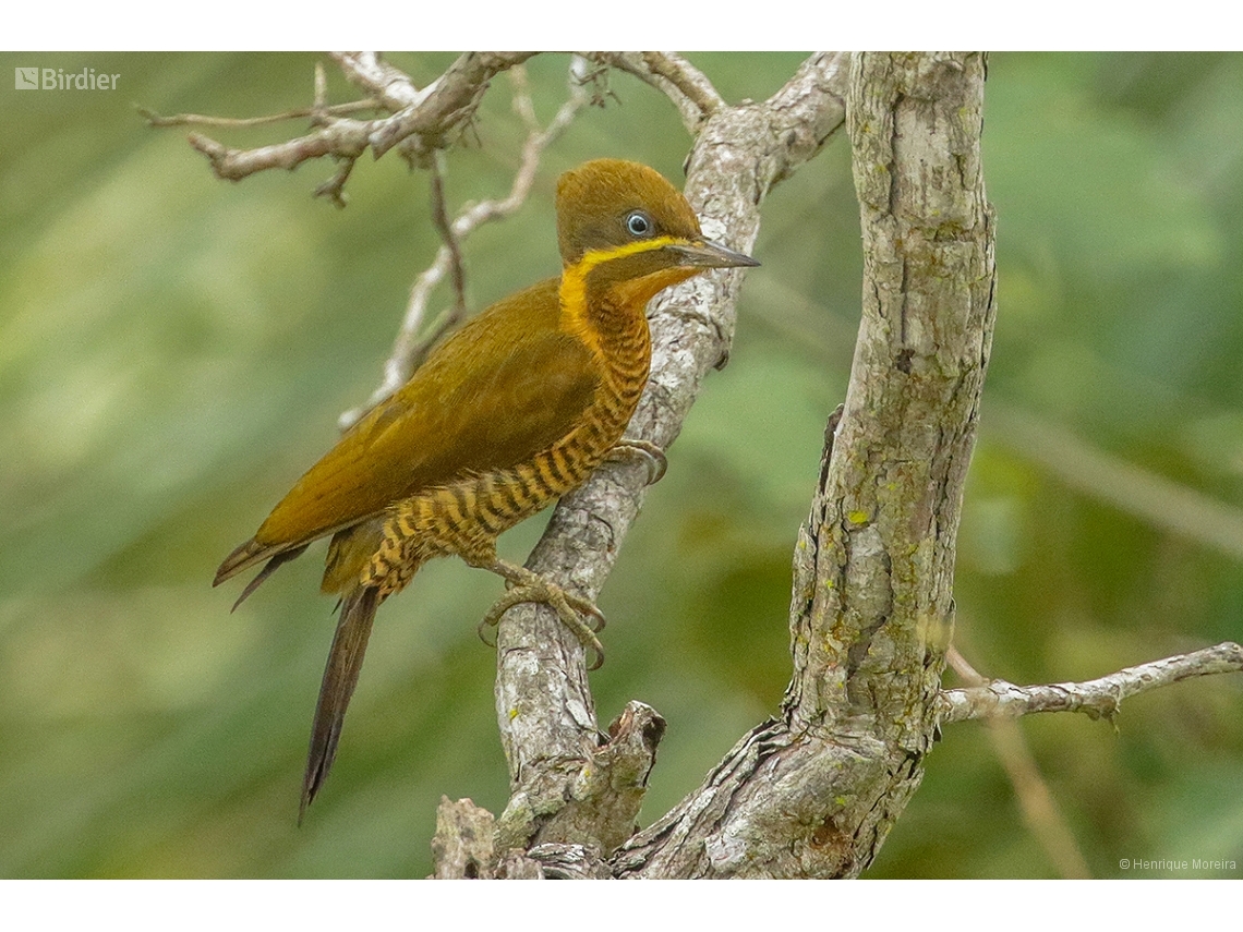 Piculus chrysochloros