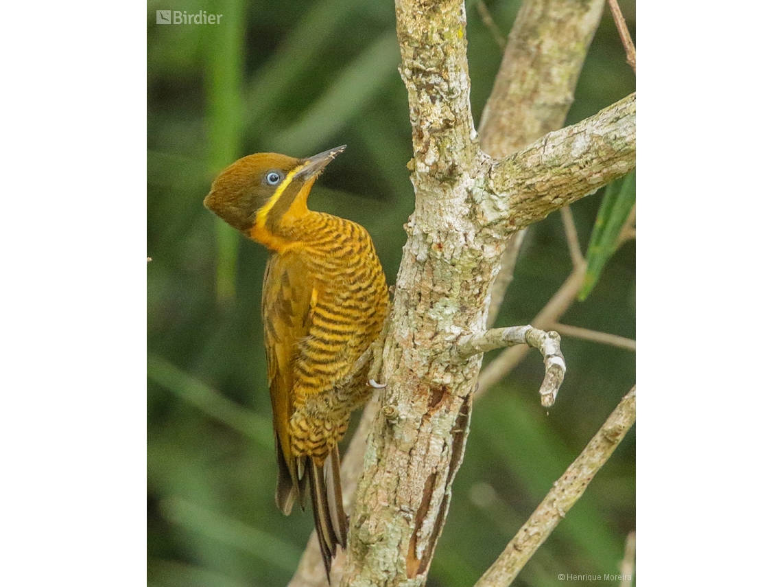 Piculus chrysochloros