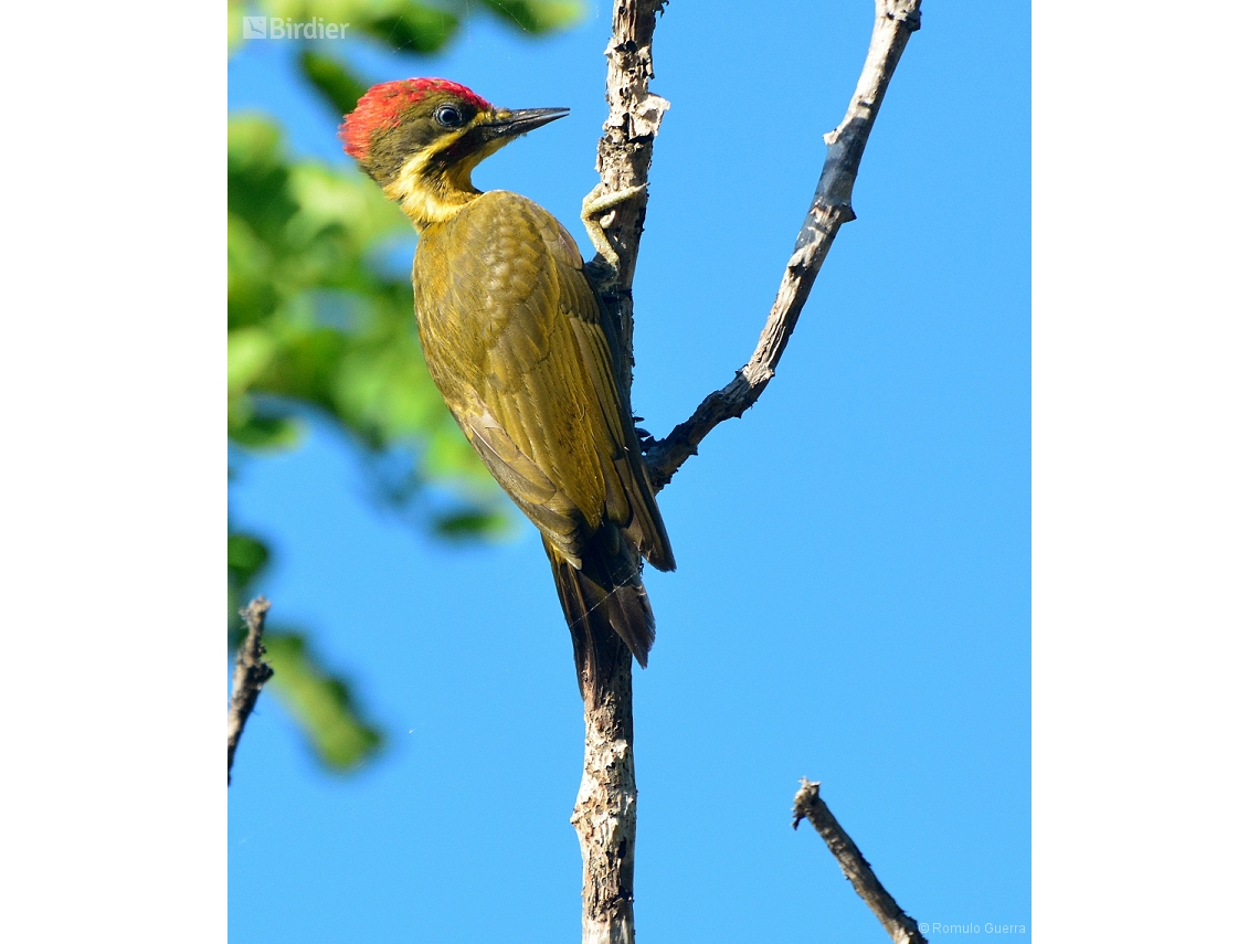 Piculus chrysochloros