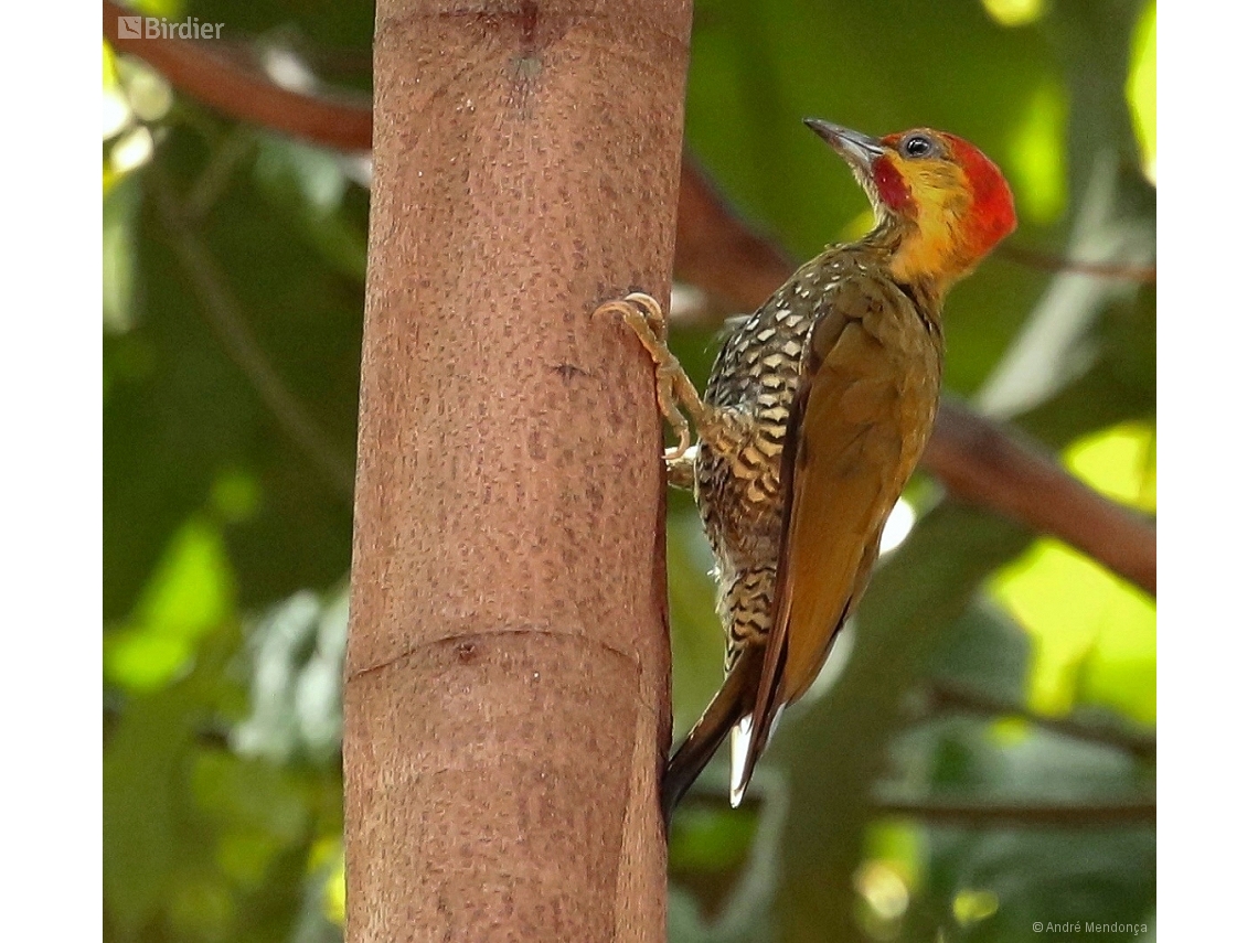 Piculus leucolaemus