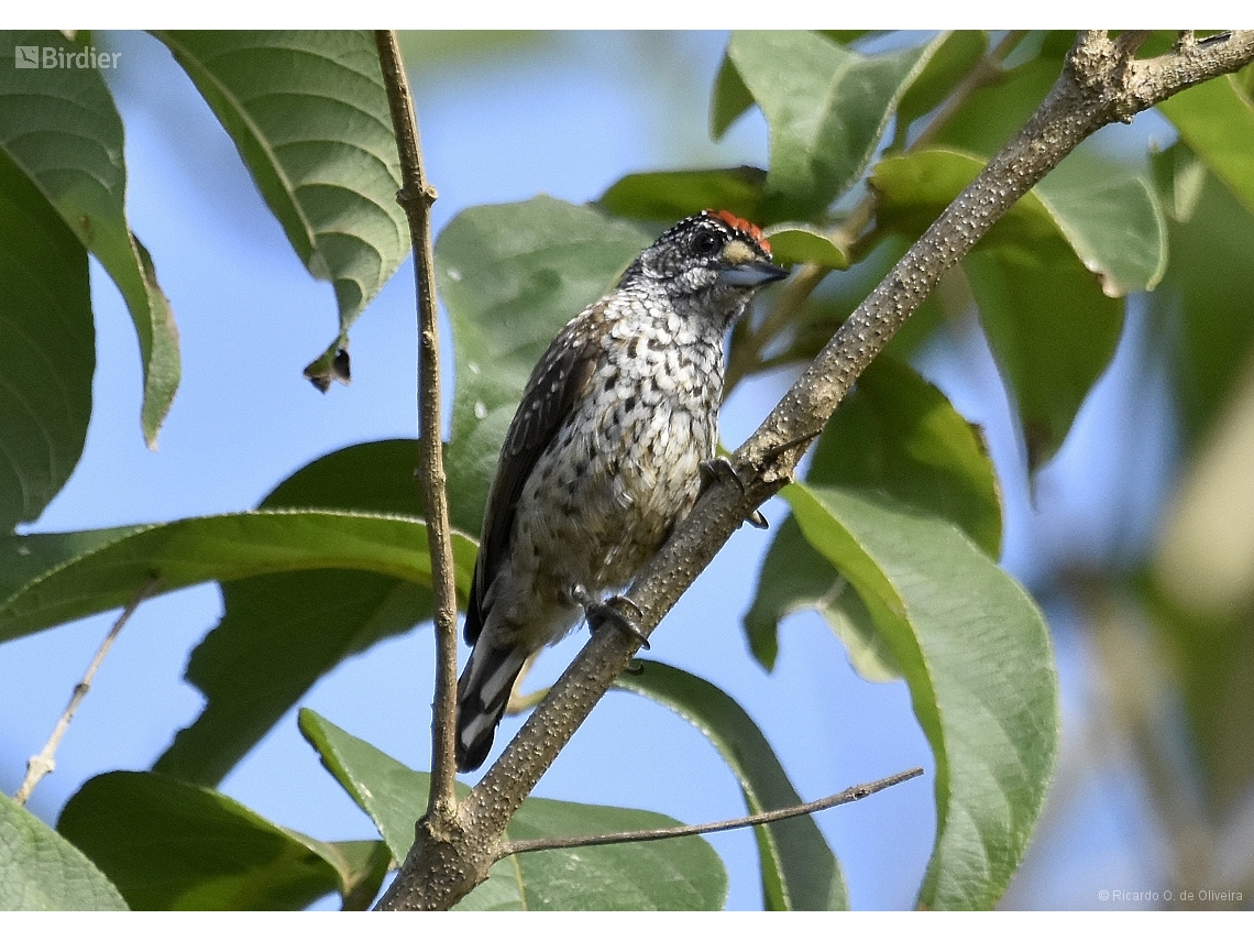 Picumnus albosquamatus