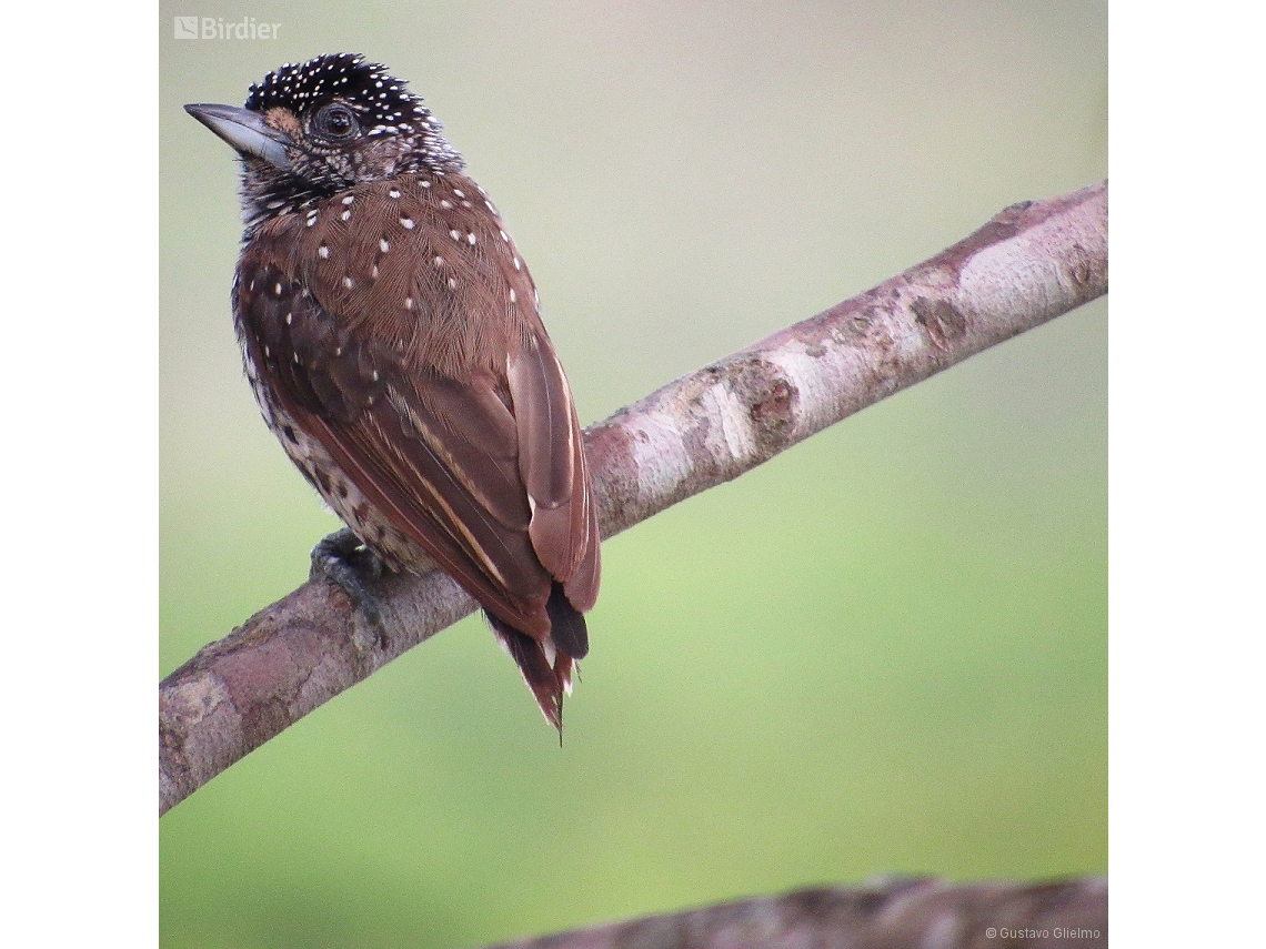 Picumnus albosquamatus