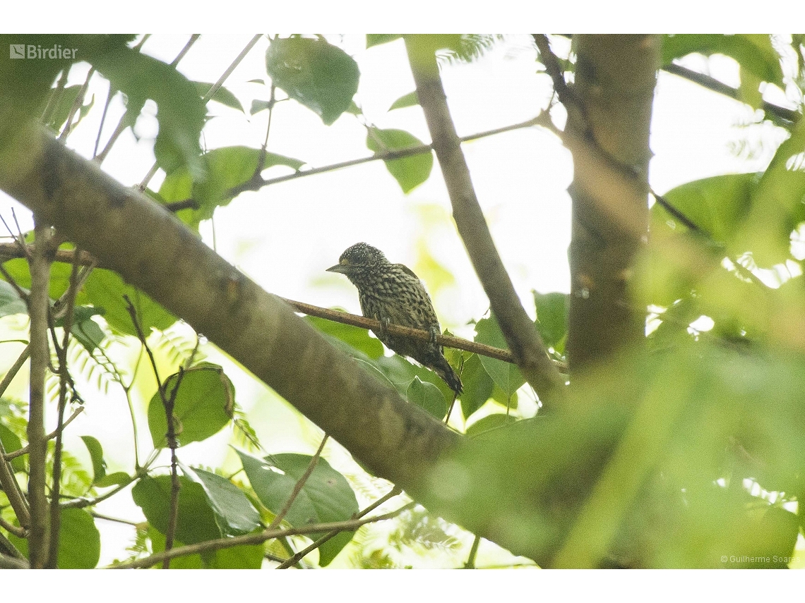 Picumnus albosquamatus