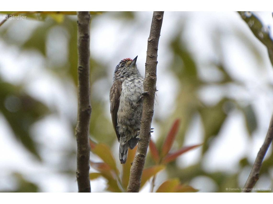 Picumnus albosquamatus