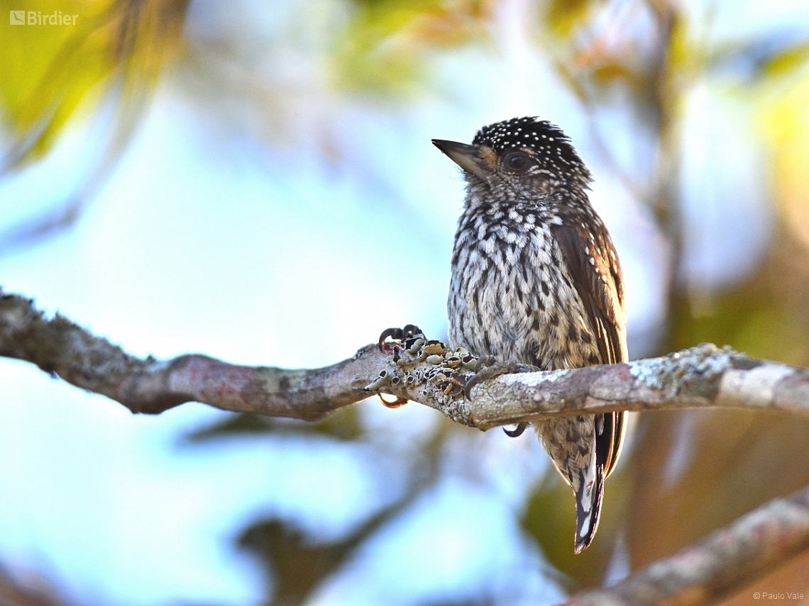 Picumnus albosquamatus