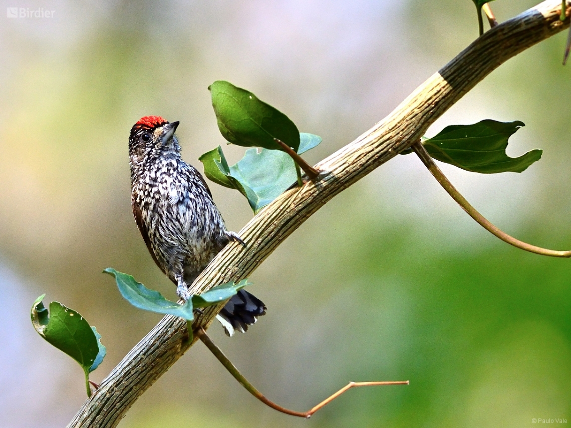 Picumnus albosquamatus