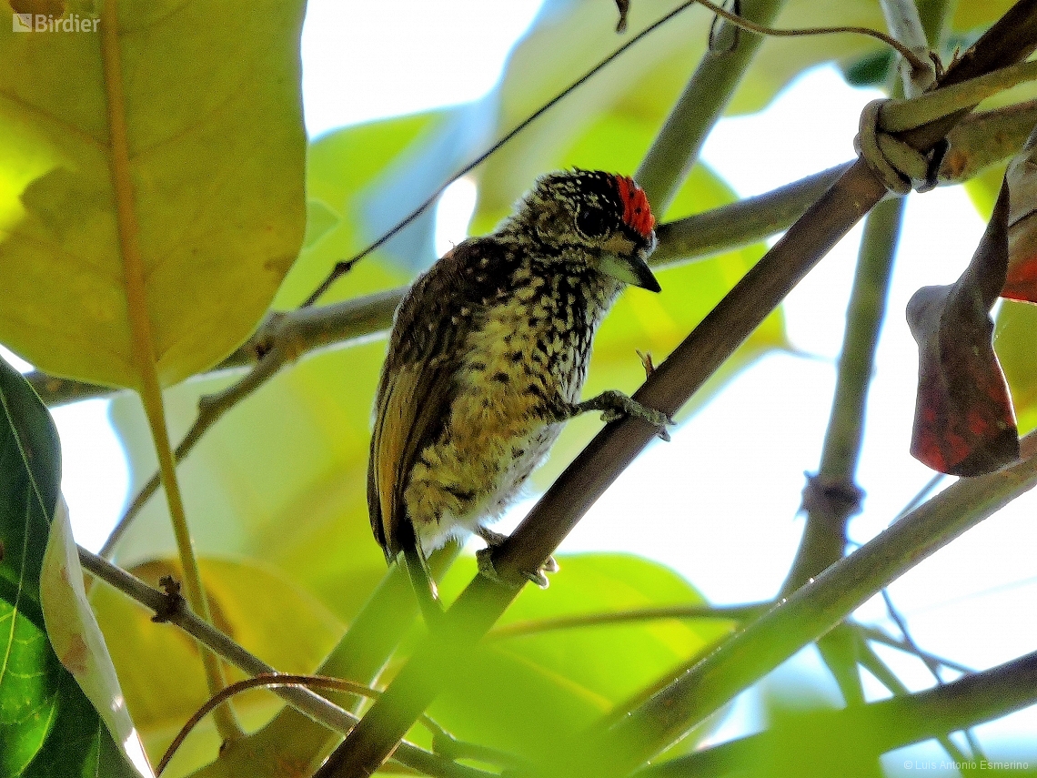 Picumnus albosquamatus