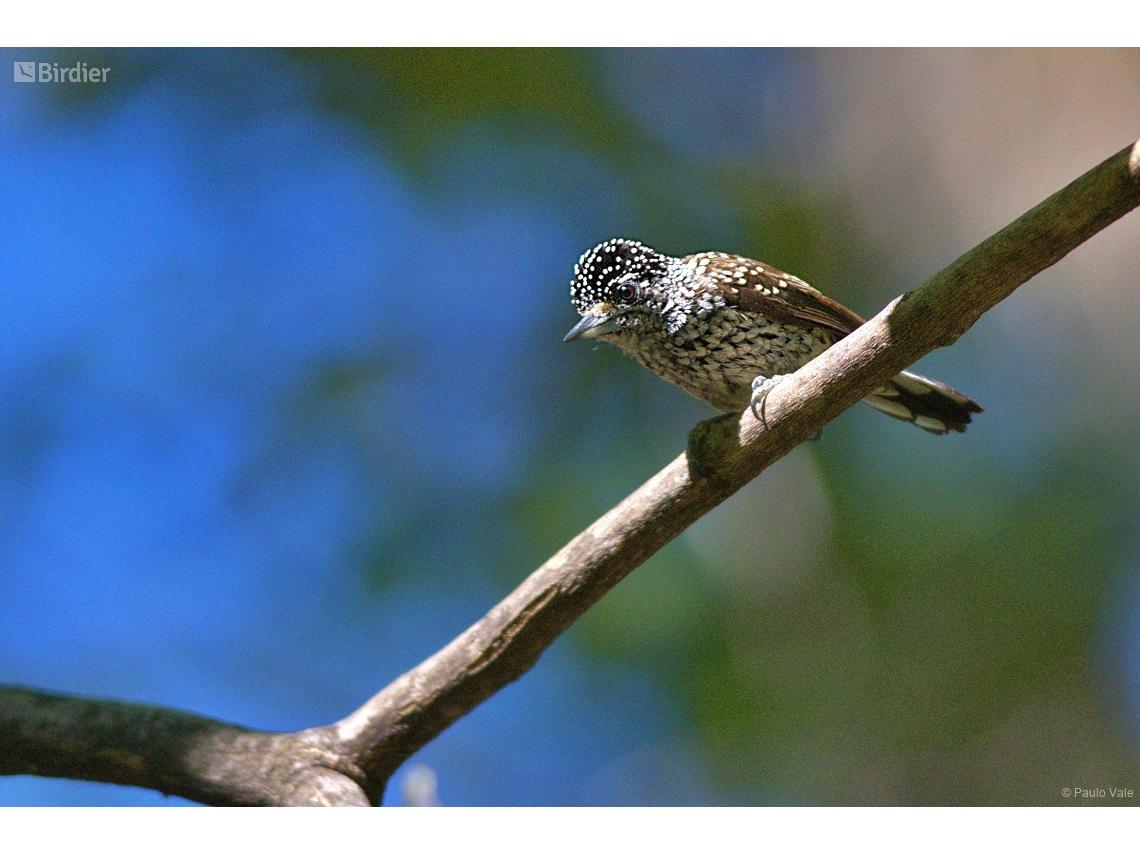 Picumnus albosquamatus