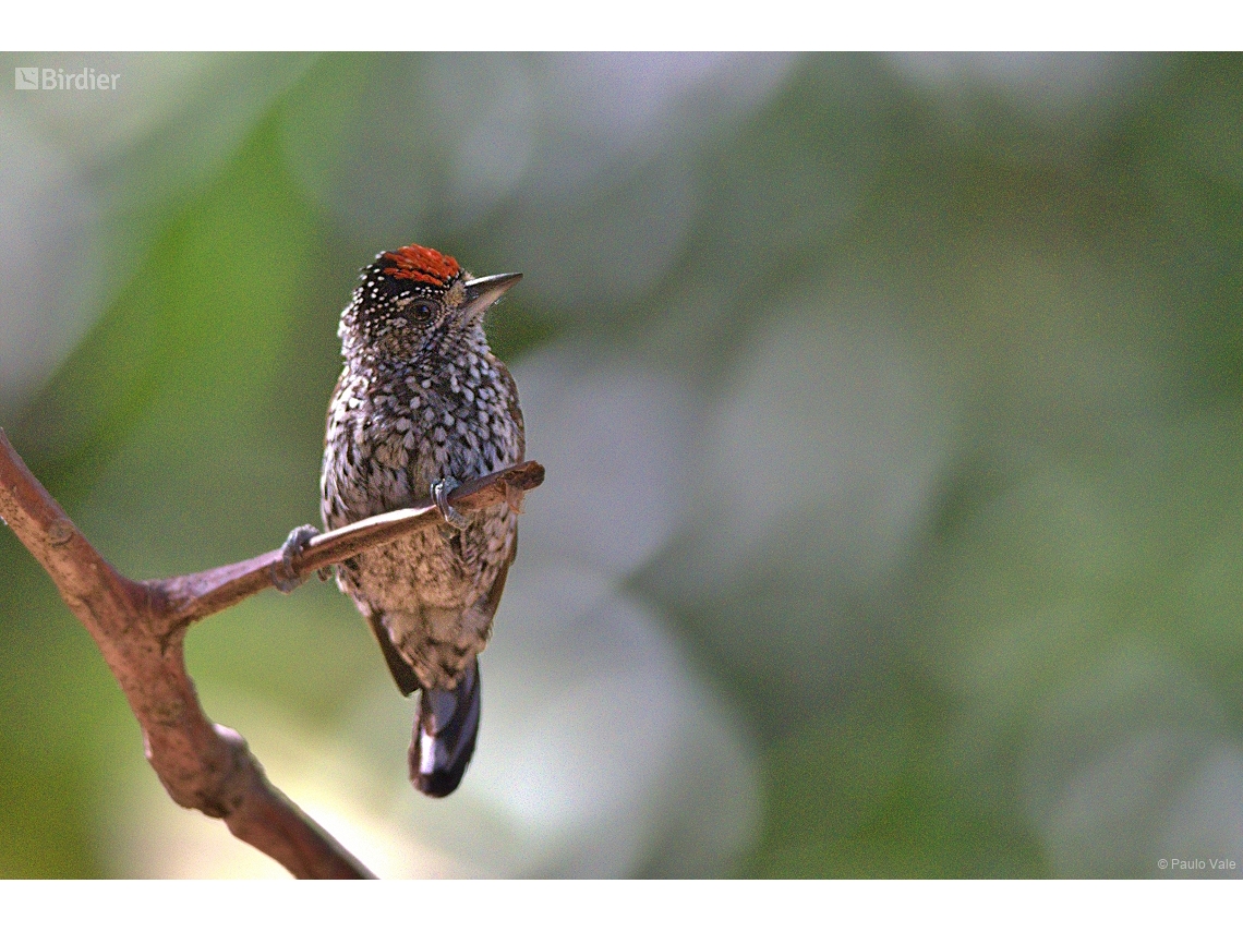 Picumnus albosquamatus