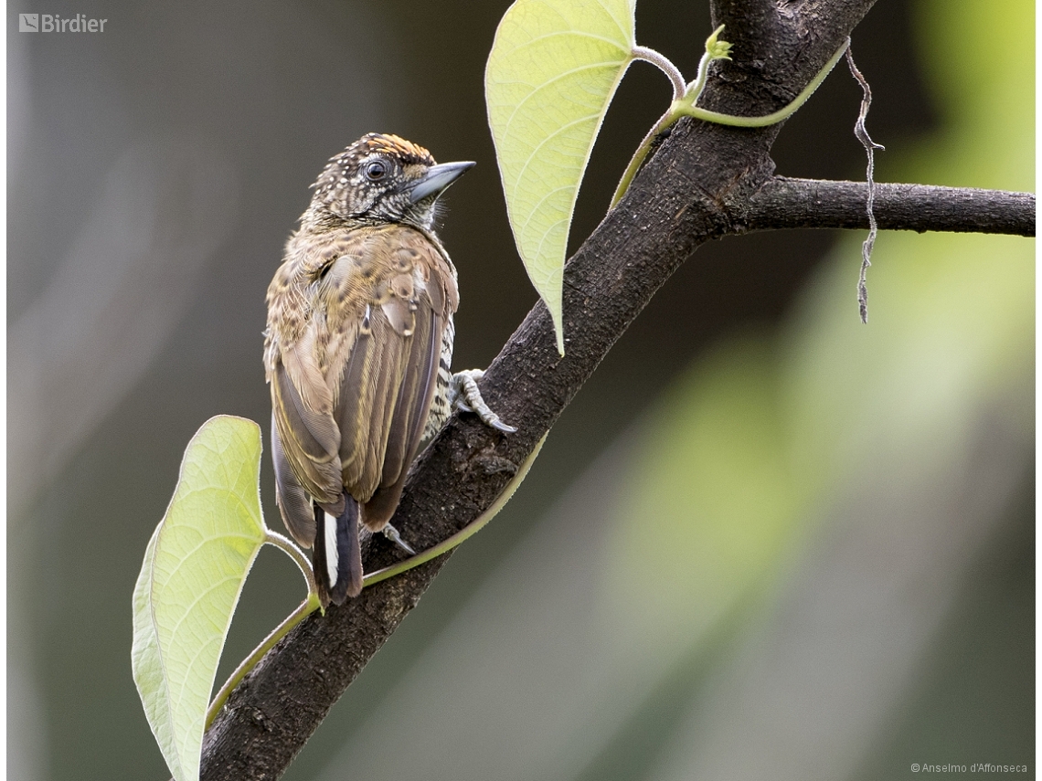Picumnus undulatus