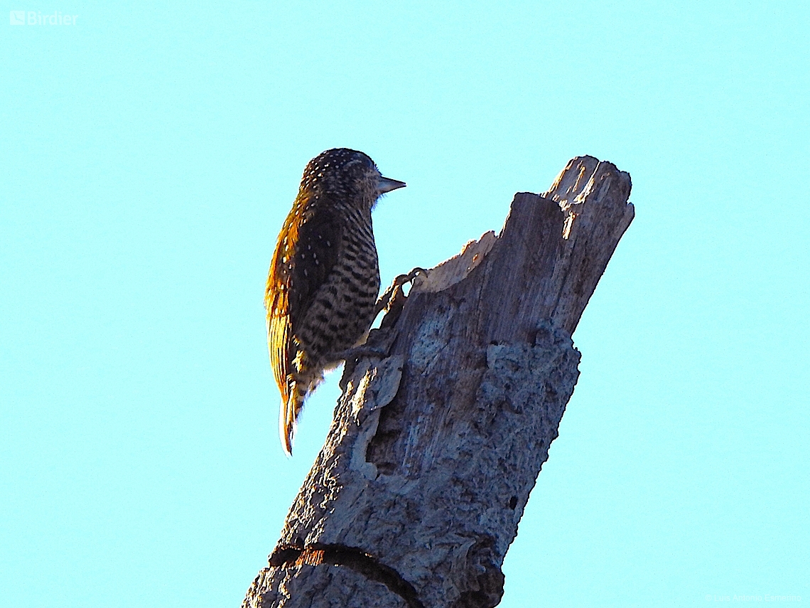 Picumnus undulatus