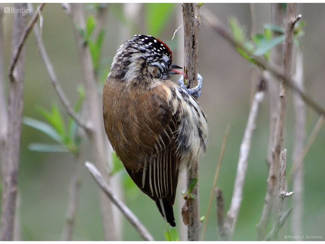 Picumnus nebulosus