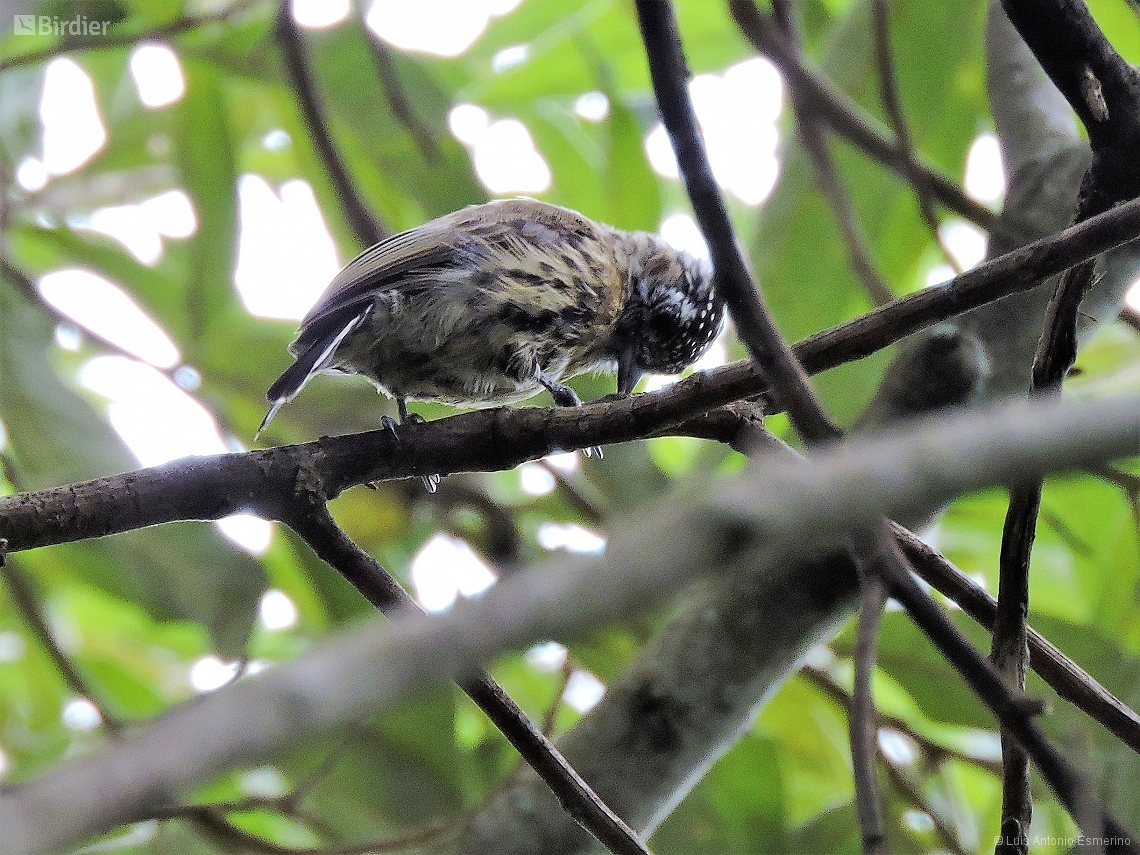 Picumnus nebulosus