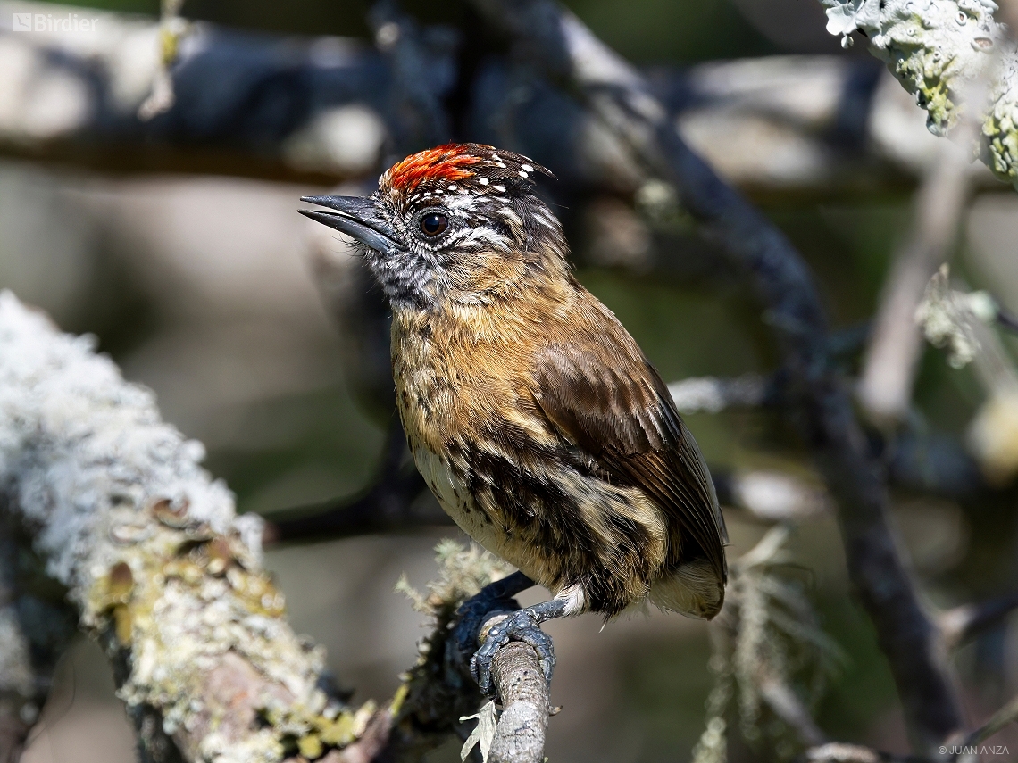 Picumnus nebulosus