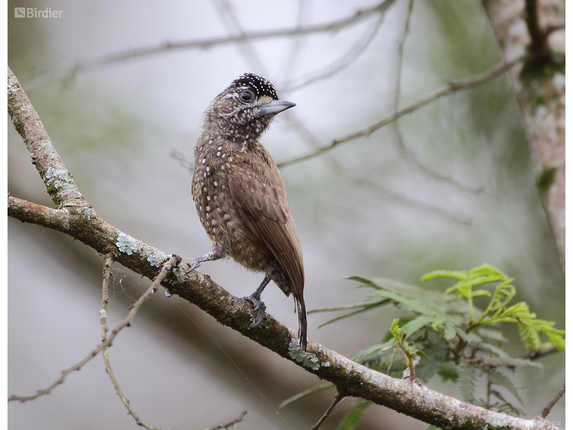 Picumnus pygmaeus