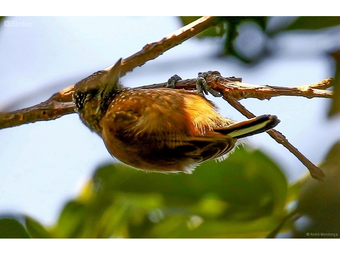 Picumnus pygmaeus