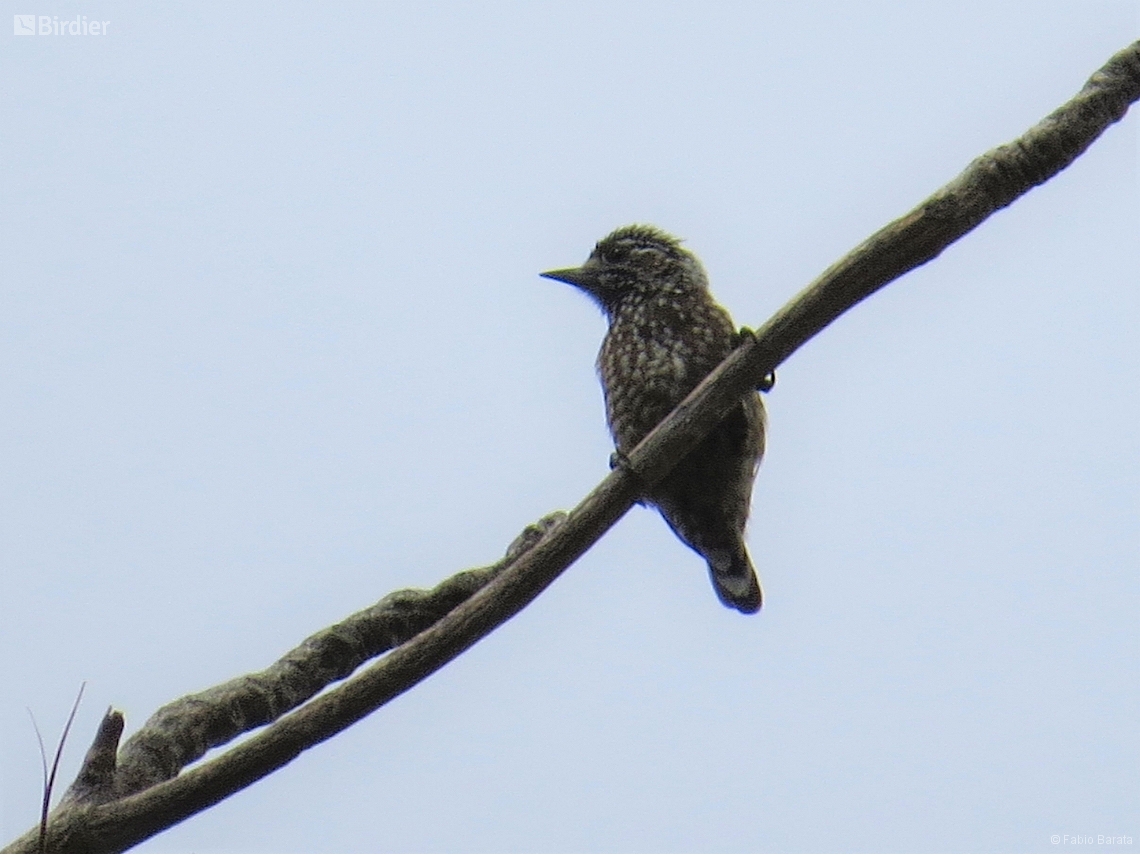 Picumnus pygmaeus