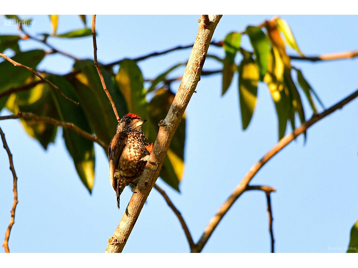 Picumnus pygmaeus