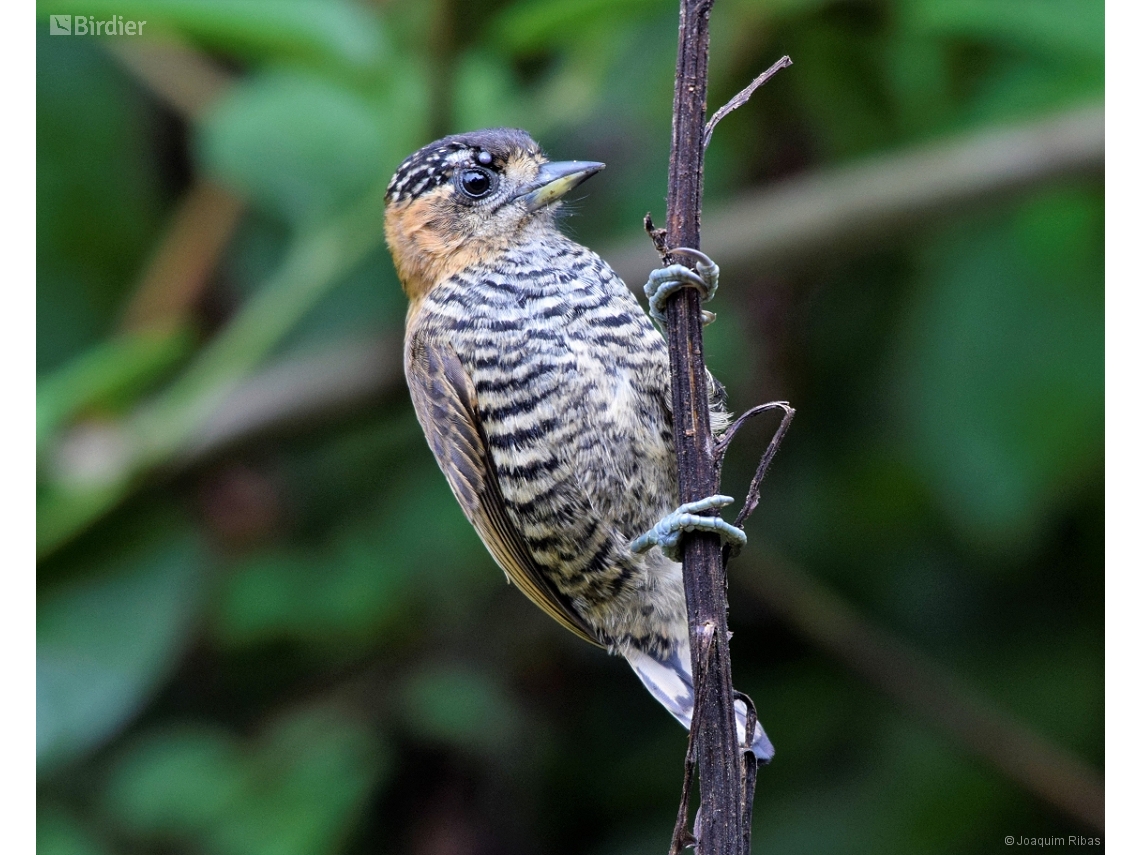 Picumnus temminckii