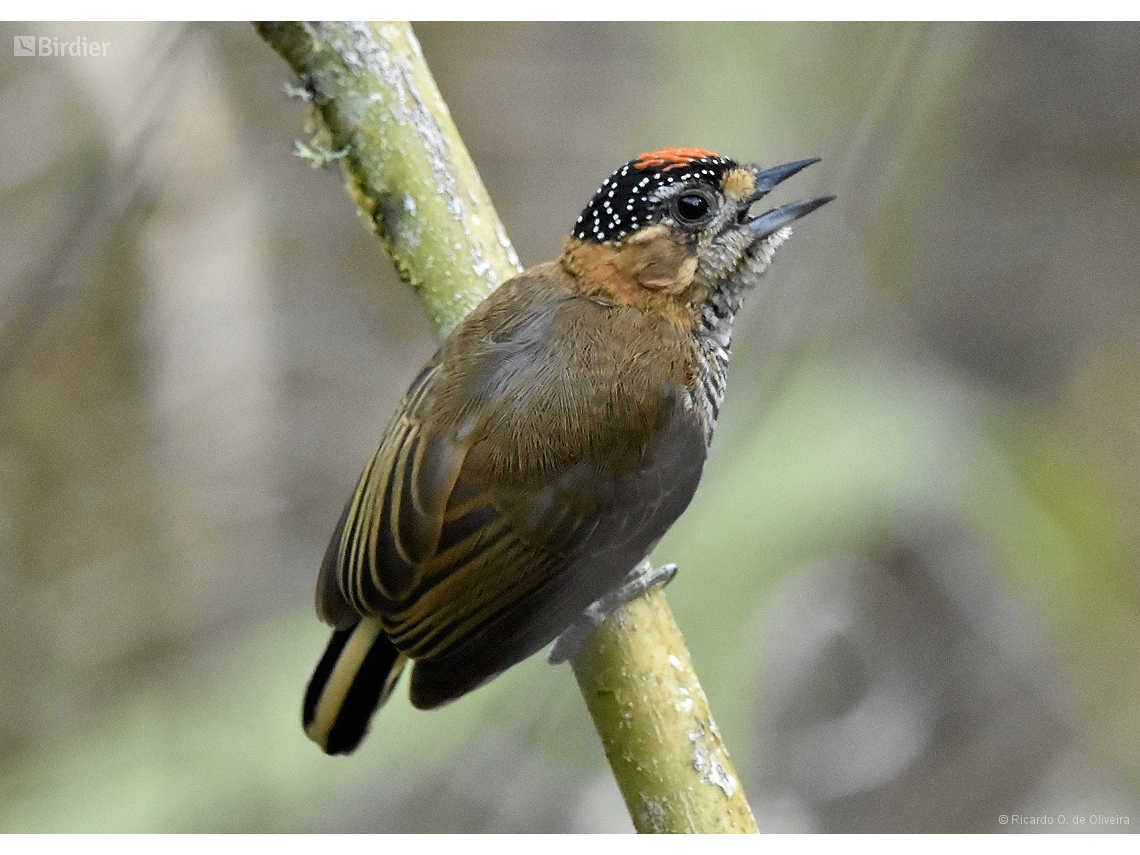 Picumnus temminckii