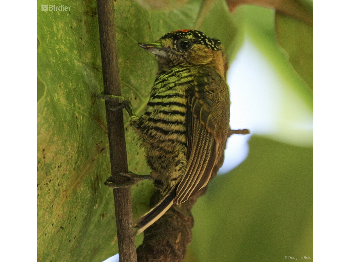 Picumnus temminckii