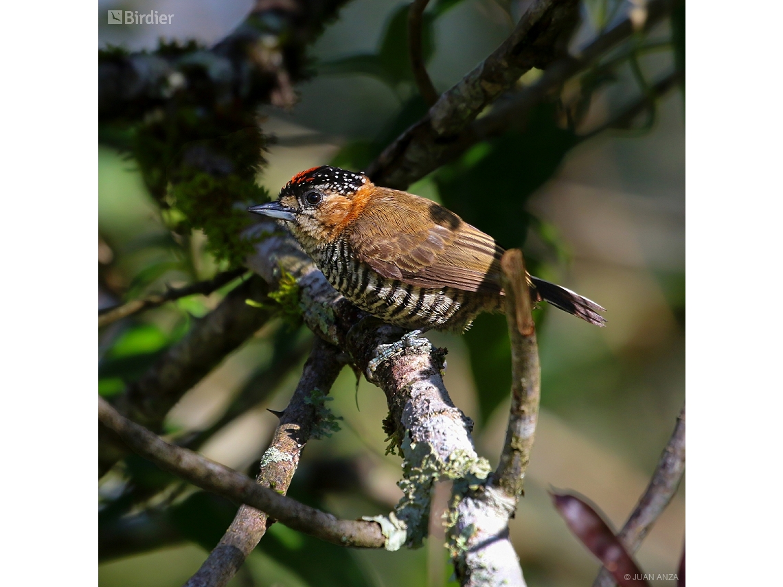 Picumnus temminckii