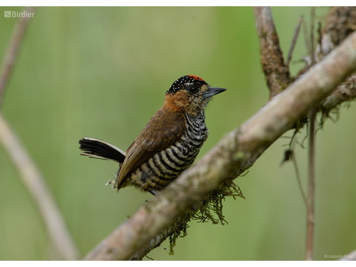 Picumnus temminckii