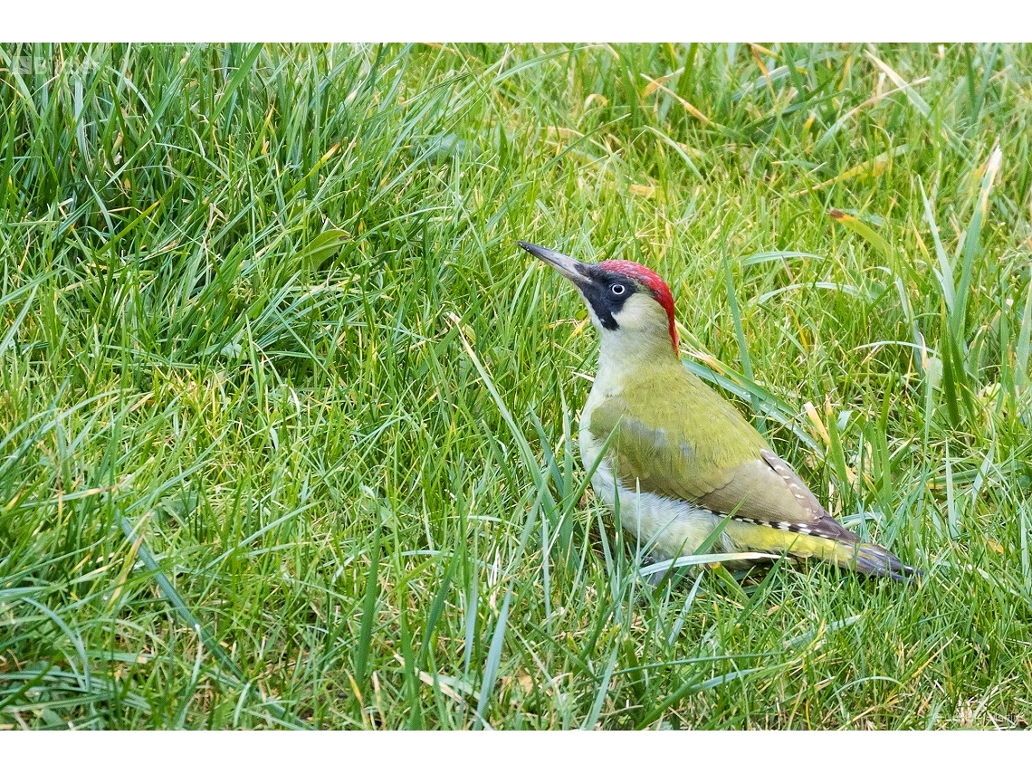 Picus viridis