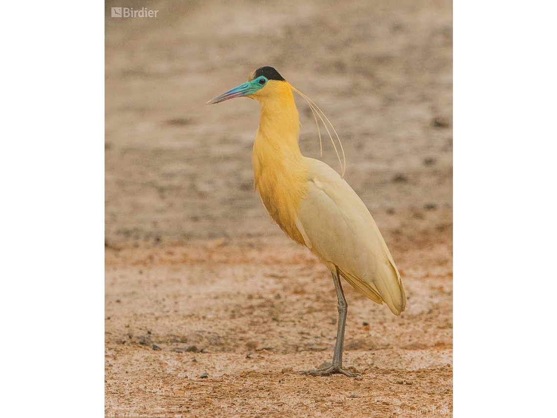 Pilherodius pileatus