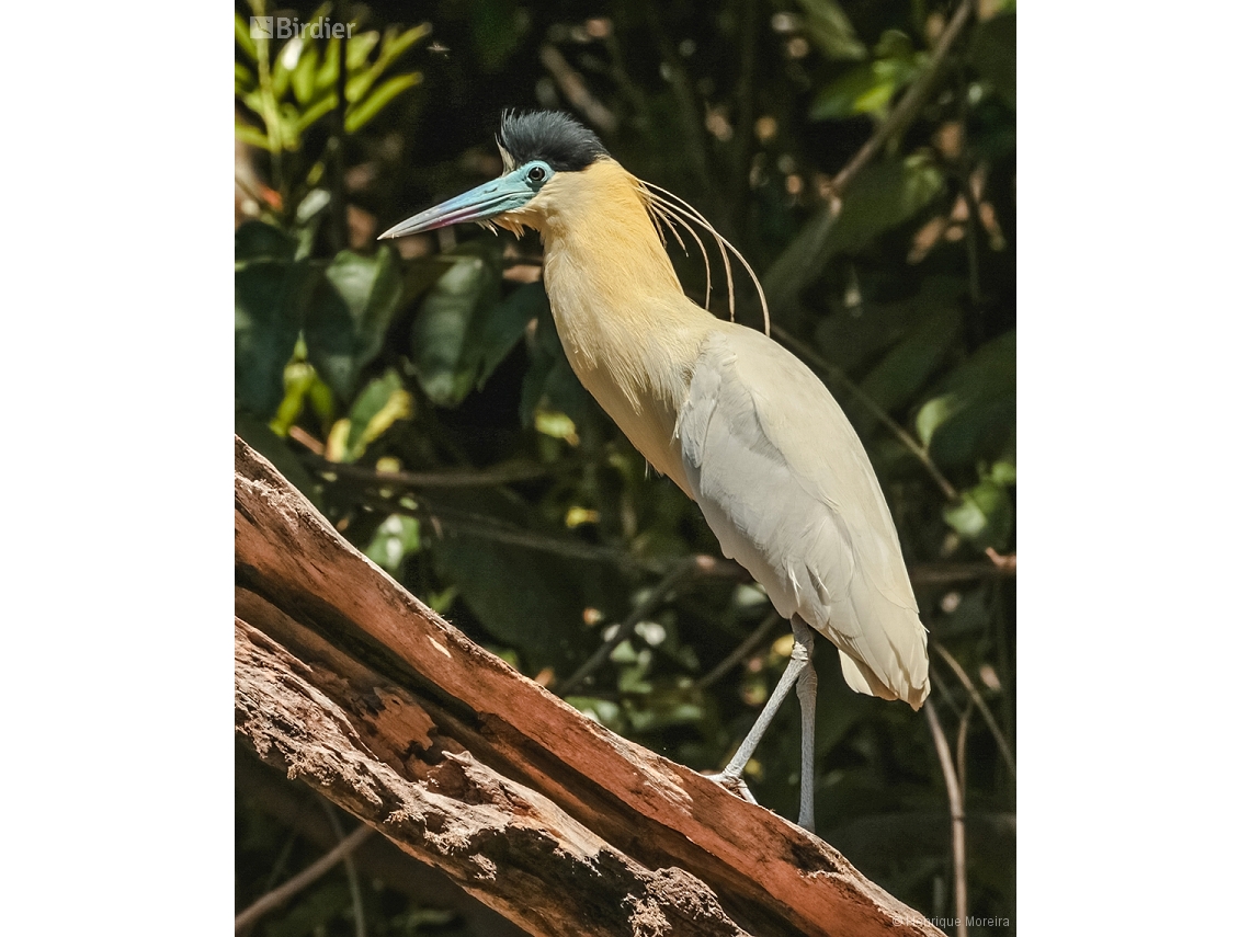Pilherodius pileatus