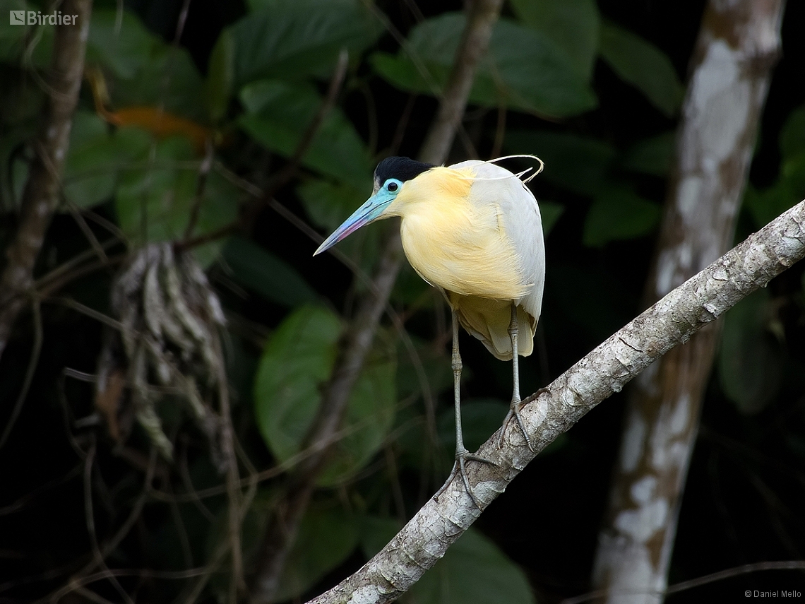 Pilherodius pileatus