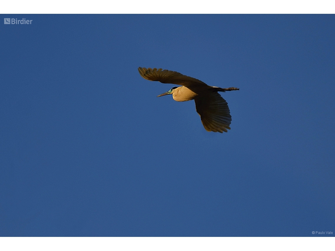 Pilherodius pileatus