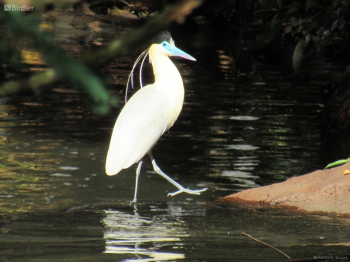Pilherodius pileatus