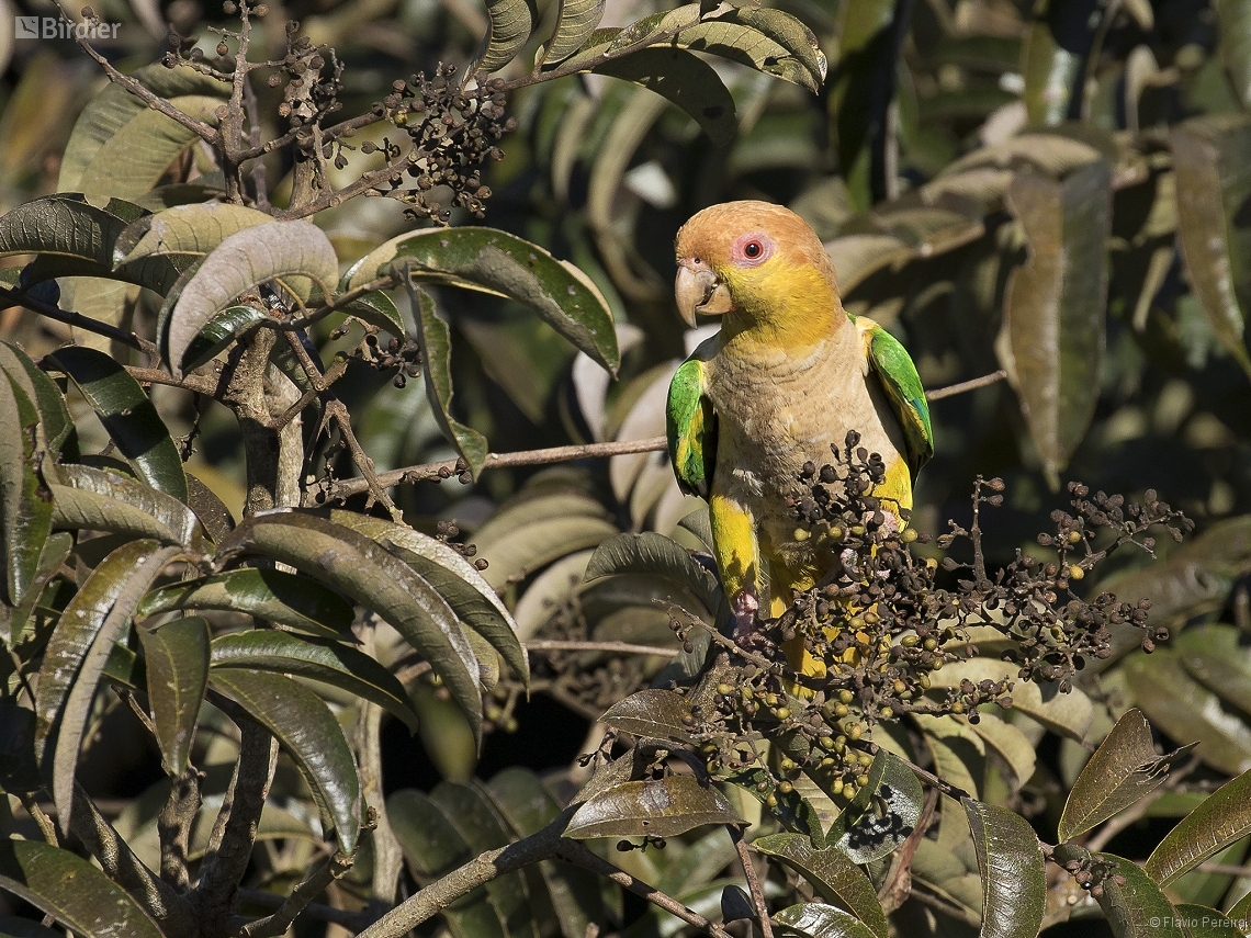 Pionites leucogaster