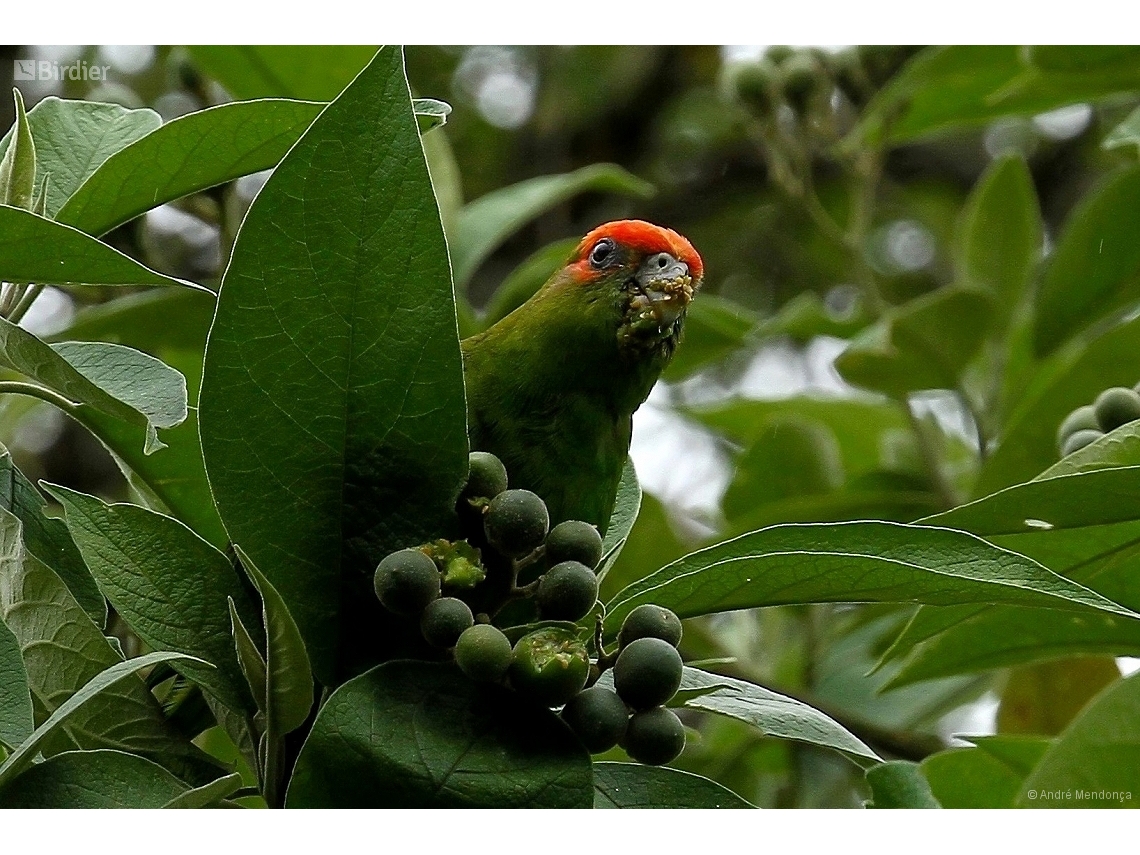 Pionopsitta pileata
