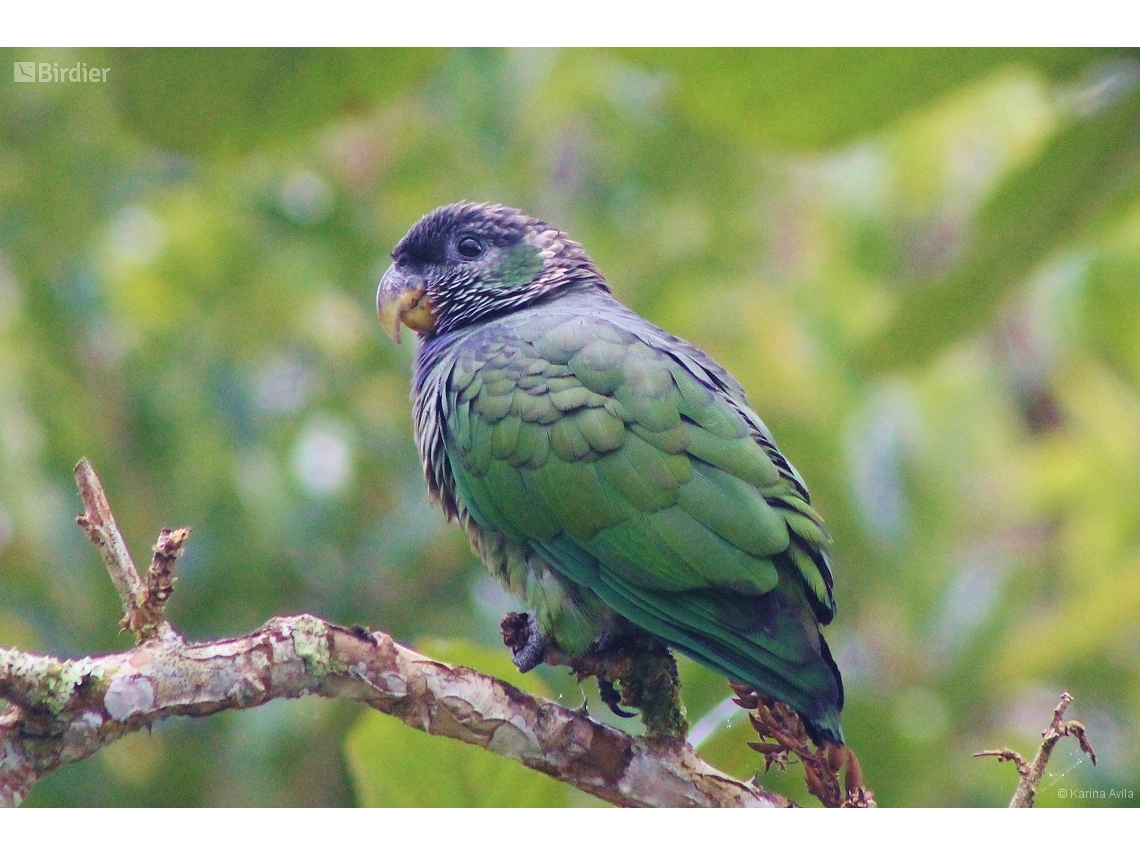 Pionus maximiliani