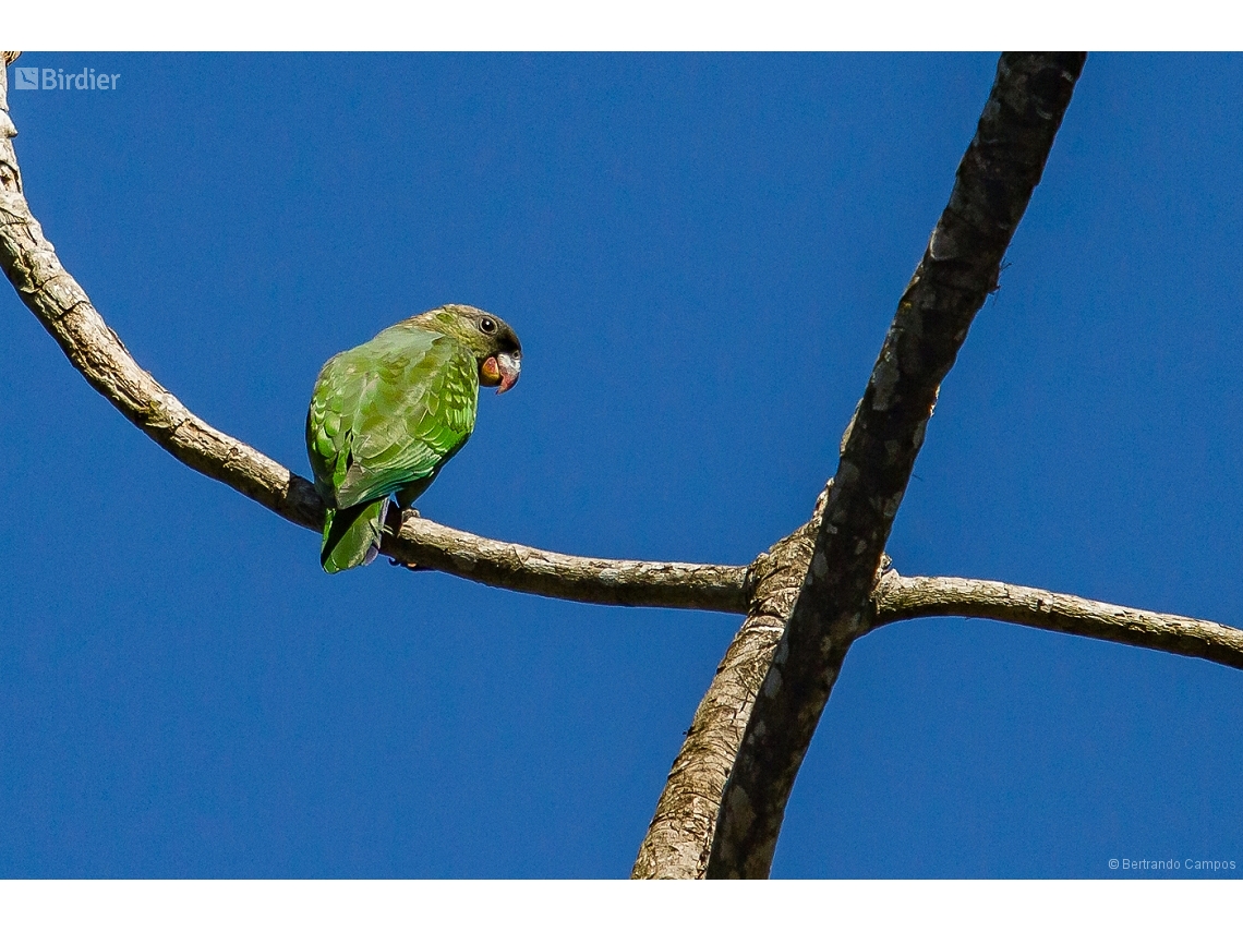 Pionus maximiliani