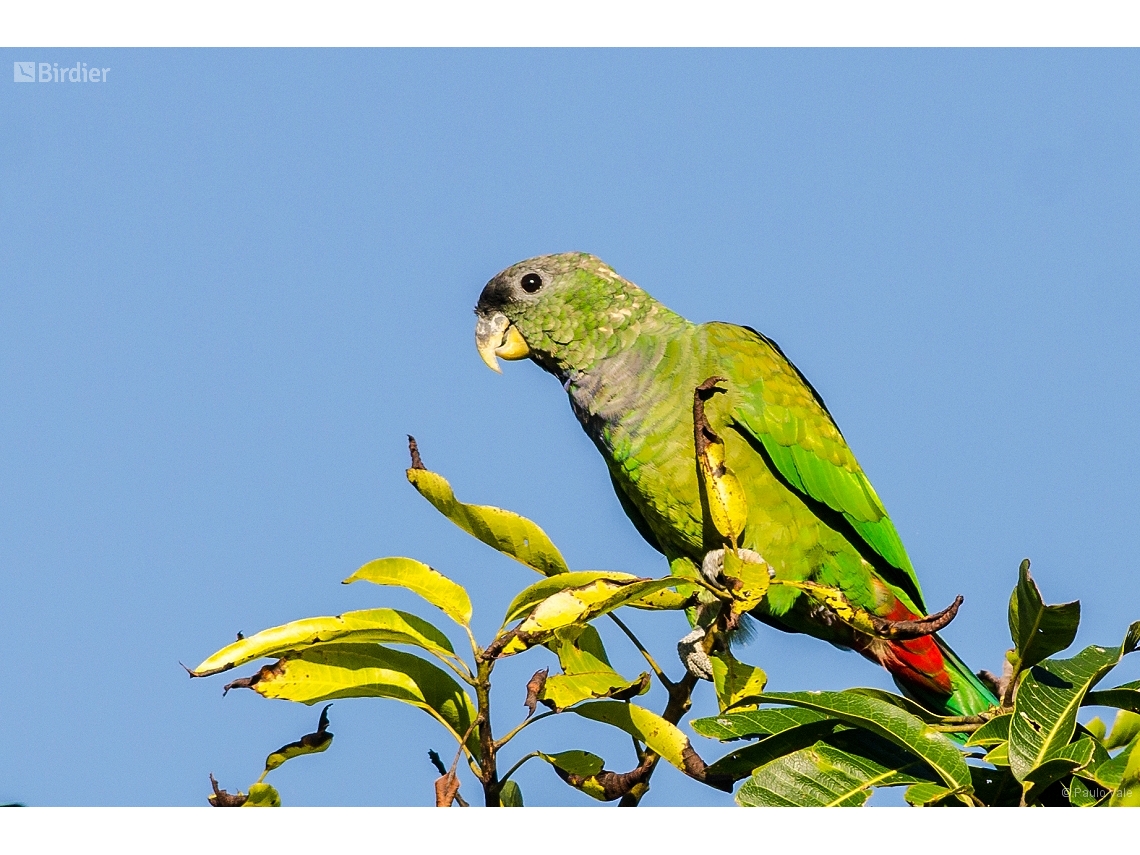 Pionus maximiliani