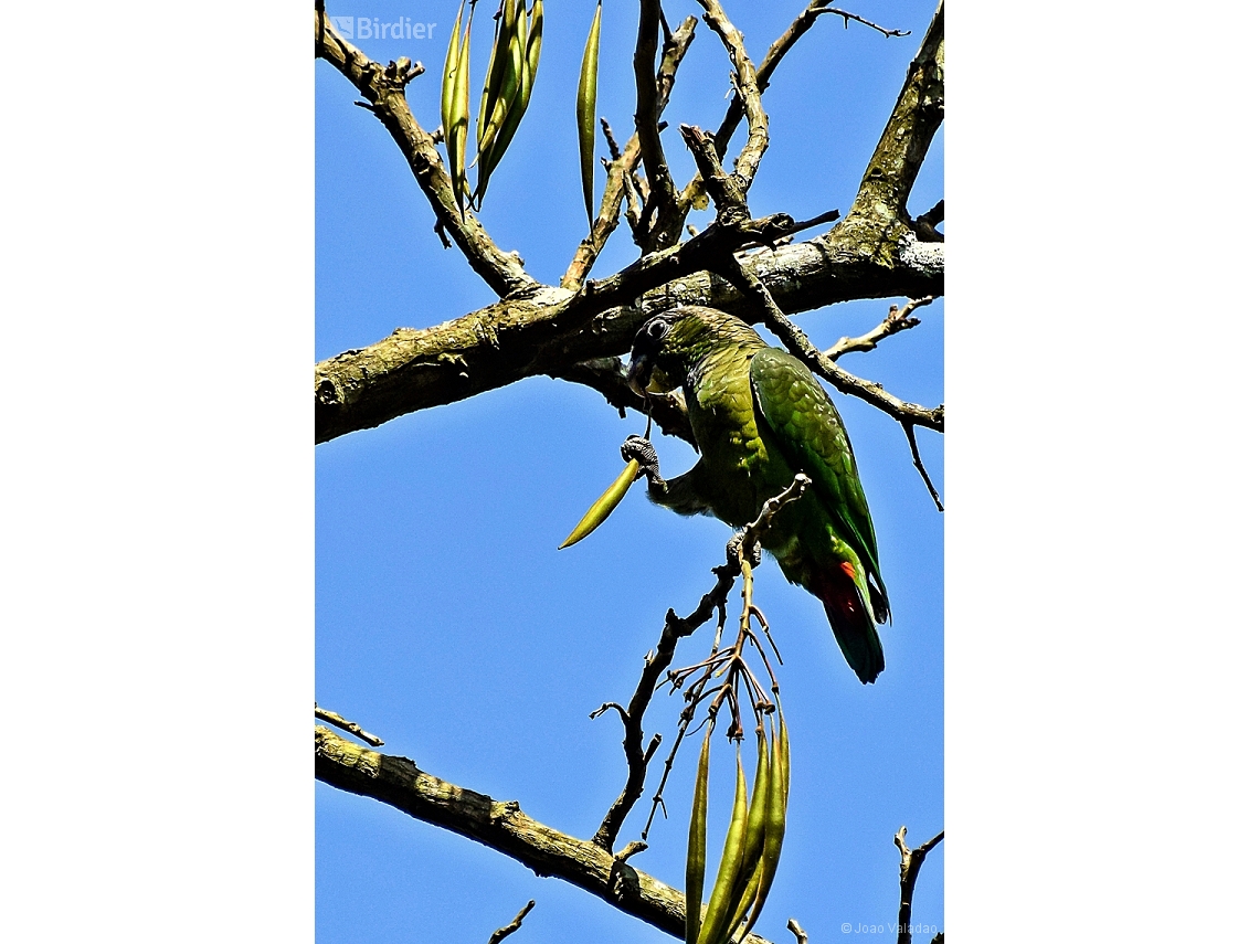 Pionus maximiliani