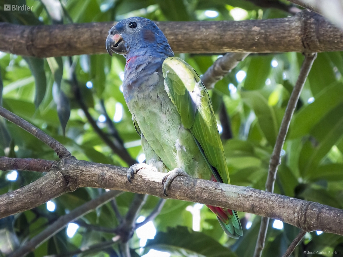 Pionus menstruus