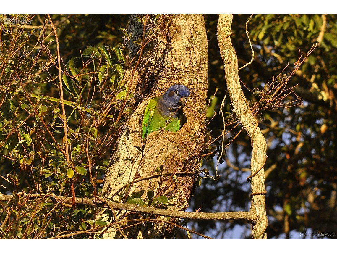 Pionus menstruus