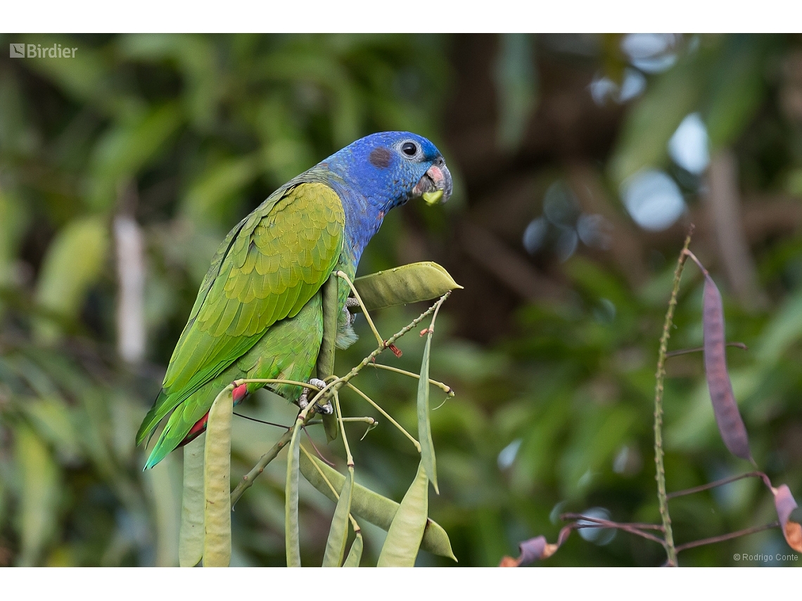 Pionus menstruus